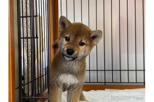 成約済の岡山県の柴犬-160944の1枚目