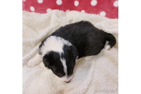 成約済の山口県のボーダーコリー-160947の4枚目