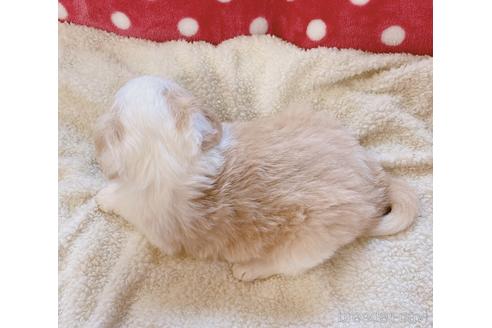 成約済の山口県のボーダーコリー-160954の4枚目