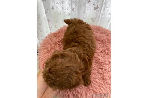 成約済の愛媛県のトイプードル-159601の8枚目