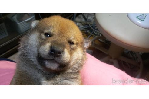 成約済の岐阜県の柴犬-160175