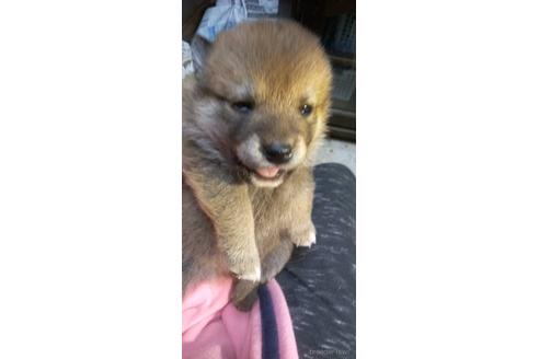 成約済の岐阜県の柴犬-160176の1枚目