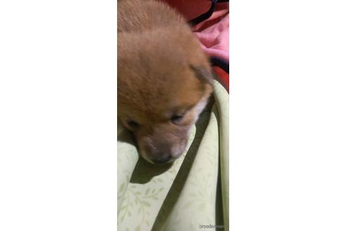 成約済の岐阜県の柴犬-160174の2枚目