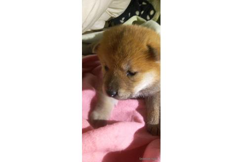 成約済の岐阜県の柴犬-160174