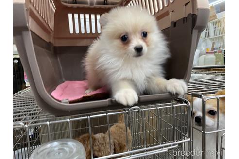 成約済の愛媛県のポメラニアン-161005