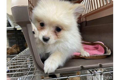 成約済の愛媛県のポメラニアン-161005の2枚目