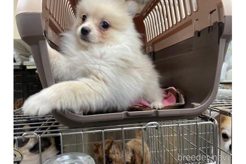 成約済の愛媛県のポメラニアン-161005の3枚目