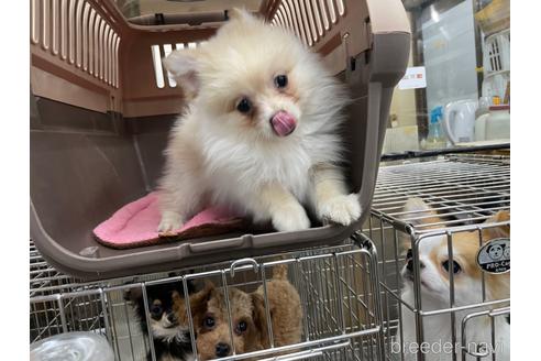 成約済の愛媛県のポメラニアン-161005の4枚目