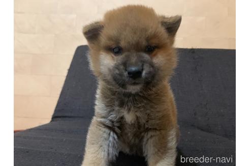 成約済の静岡県の柴犬-161012の1枚目