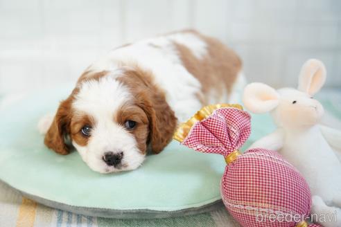 成約済の福岡県のミックス犬-157078の13枚目