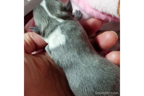 成約済の埼玉県のチワワ(ロングコート)-161038の10枚目