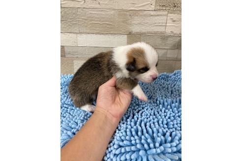 成約済の愛媛県のウェルシュコーギーペンブローク-161041の4枚目