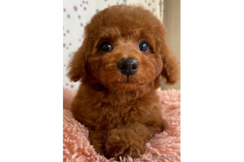 成約済の岡山県のトイプードル-157409の18枚目