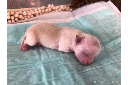 成約済の愛知県のチワワ(ロングコート)-161050の16枚目