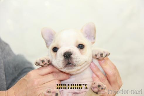 成約済の東京都のフレンチブルドッグ-161051