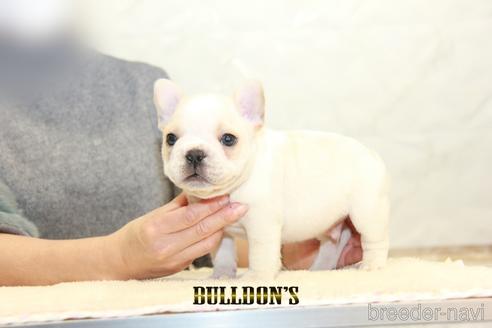 成約済の東京都のフレンチブルドッグ-161051の7枚目