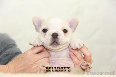 成約済の東京都のフレンチブルドッグ-161051の6枚目