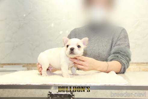 成約済の東京都のフレンチブルドッグ-161051の5枚目