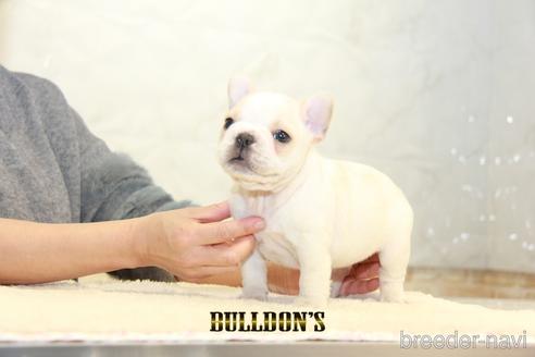 成約済の東京都のフレンチブルドッグ-161051の4枚目