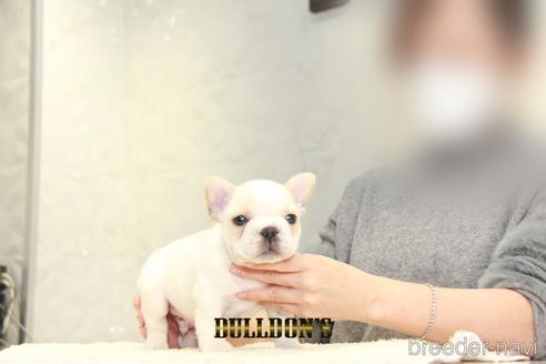 成約済の東京都のフレンチブルドッグ-161051の2枚目