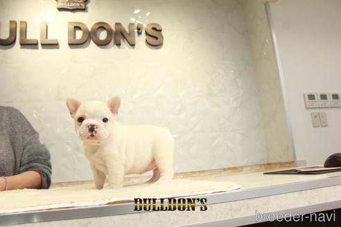 成約済の東京都のフレンチブルドッグ-161052の7枚目