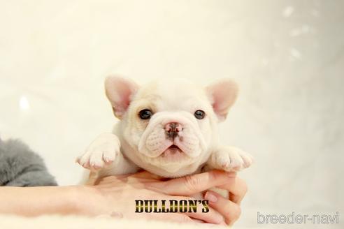 成約済の東京都のフレンチブルドッグ-161052の6枚目