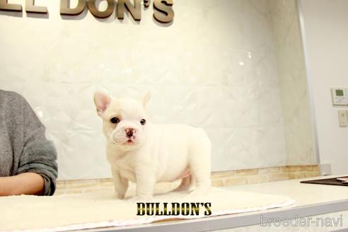 成約済の東京都のフレンチブルドッグ-161052の5枚目