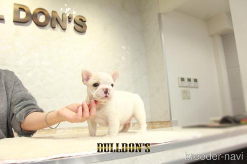 成約済の東京都のフレンチブルドッグ-161052の3枚目