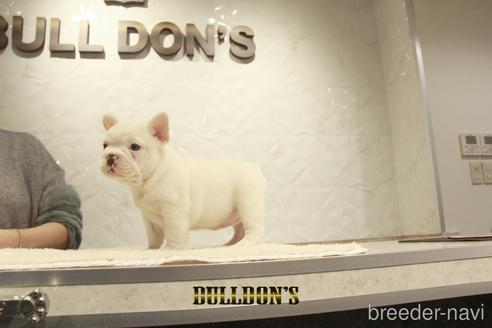 成約済の東京都のフレンチブルドッグ-161052の2枚目