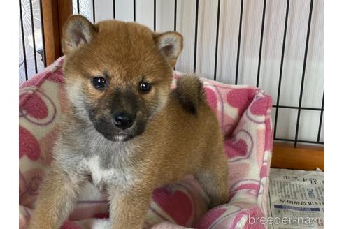 成約済の岡山県の柴犬-161053の5枚目
