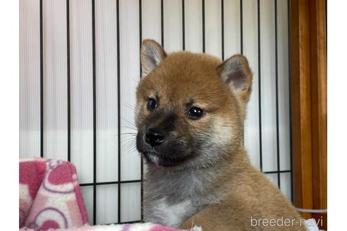 成約済の岡山県の柴犬-161053の3枚目