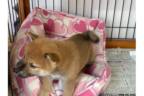 成約済の岡山県の柴犬-161053の4枚目