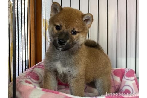 成約済の岡山県の柴犬-161053の1枚目