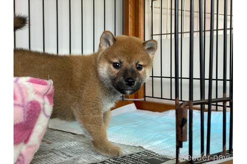 成約済の岡山県の柴犬-161053の2枚目