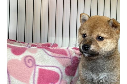 成約済の岡山県の柴犬-161054の5枚目