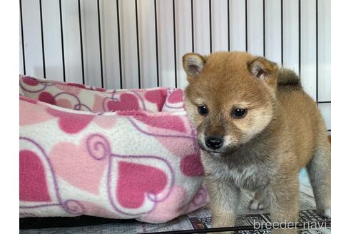 成約済の岡山県の柴犬-161054の2枚目