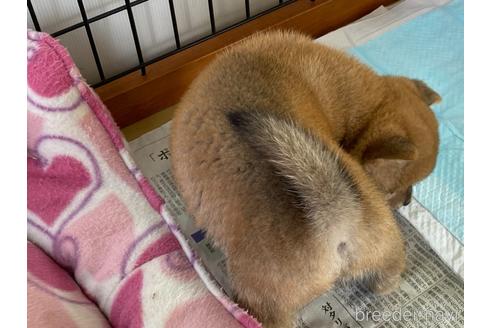 成約済の岡山県の柴犬-161054の3枚目