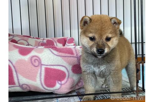 成約済の岡山県の柴犬-161054の1枚目
