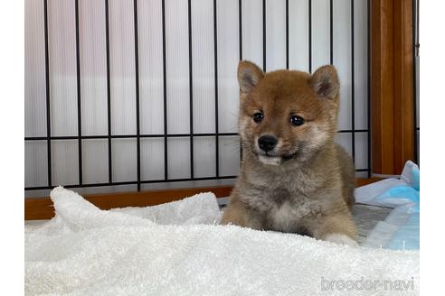 成約済の岡山県の豆柴-161055の8枚目