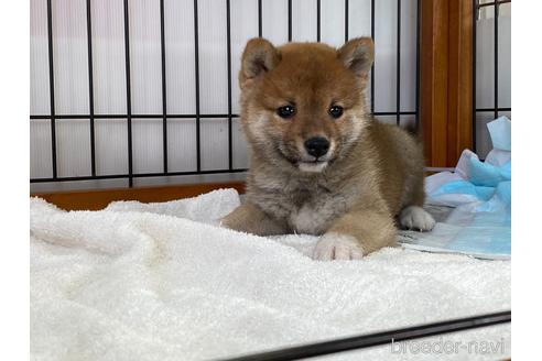 成約済の岡山県の豆柴-161055の6枚目