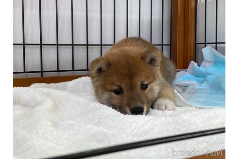 成約済の岡山県の豆柴-161055の7枚目