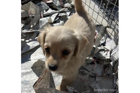 成約済の山梨県のその他の犬種-161058の3枚目