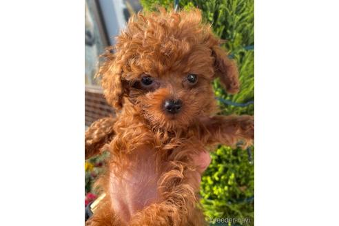 成約済の愛媛県のティーカッププードル-161062の3枚目