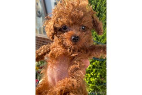 愛媛県のティーカッププードル 女の子 21 10 23生まれ 小さくて おとなしく かわいい 子犬id ブリーダーナビ