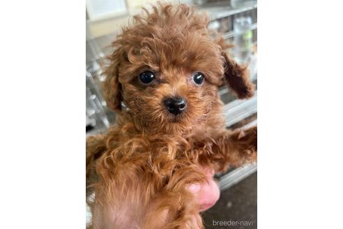 成約済の愛媛県のティーカッププードル-161062の5枚目