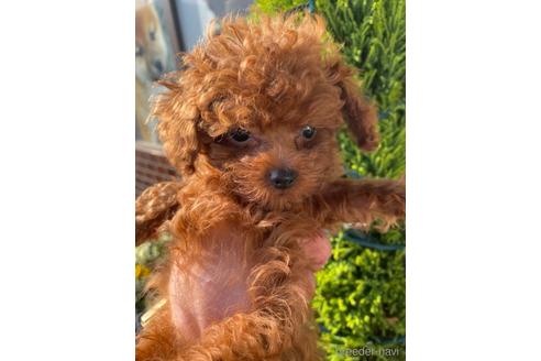 成約済の愛媛県のティーカッププードル-161062の6枚目