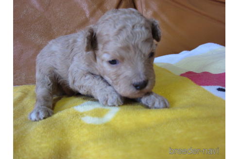 成約済の福岡県のミックス犬-161066の11枚目