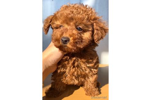 成約済の茨城県のトイプードル-159774の2枚目