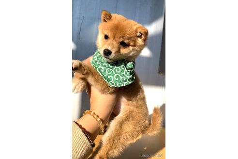 成約済の茨城県の豆柴-155787の5枚目