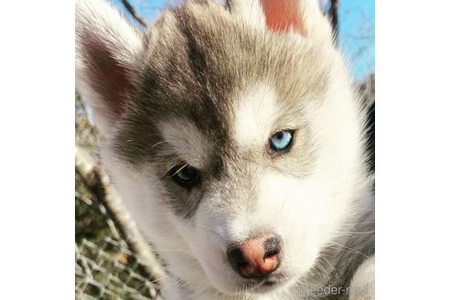 成約済の茨城県のシベリアンハスキー-161079の1枚目